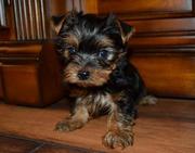 Little yorkie's for sale